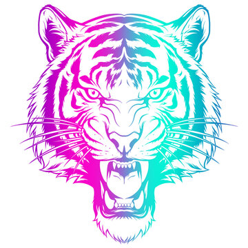 Roaring Tiger Head Gradient Line Art Illustration Isolated on Transparent Background, Fierce Wild Cat Face, Neon Pink and Cyan Outline, Vector Style Animal PNG Clipart