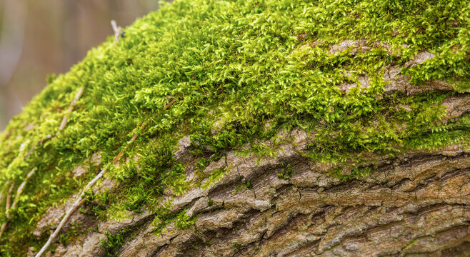 Lush green moss texture growing on a textured tree trunk bark surface, representing forest biodiversity, ecological health, carbon sink ecosystems, and climate change conservation.