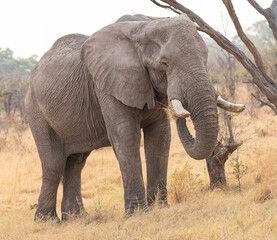 Elephant in Moremi Game Reserve, Botswana, Africa © dvlcom