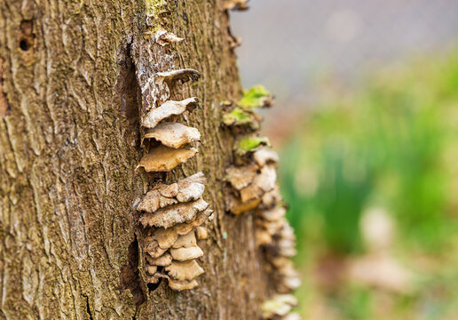 Close-Up Wild Bracket Fungus Growing on Tree Bark, Biodiversity Loss, Forest Ecosystem Health, Climate Change Effects on Woodland Habitats, and Sustainable Forestry Management Solutions