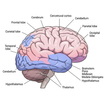 Human brain anatomy diagram with labeled regions and functions. Detailed medical illustration of cerebral cortex, cerebellum, and brainstem for edu...