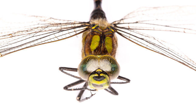 Dragonfly Face Macro