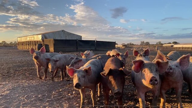 Curious Free-Range Young Pigs on Outdoor Farm in Suffolk, UK