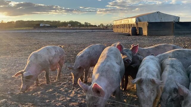 Free-Range Young Pigs Gather Around Farm Fence in Suffolk, UK Several free-range young pigs gather around the boundary of an outdoor paddock in Suffolk, UK. The curious animals sniff and investigate n