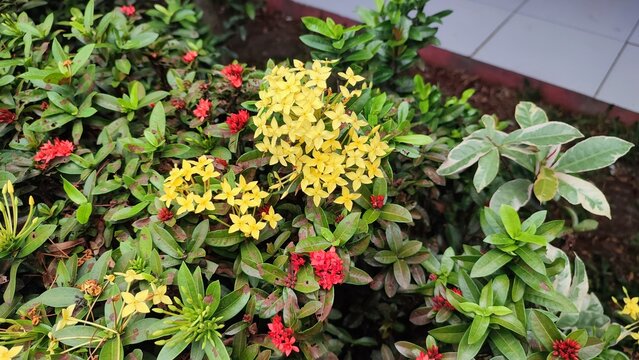 Beautiful view of ixora chinensis or ixora coccinea