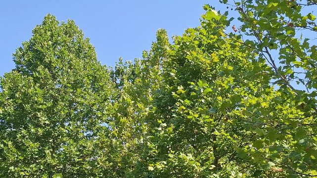 Video with plane trees during summer in Romania
