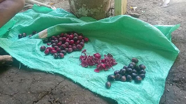 Close-up of hands sorting fresh harvested nutmeg or tropical seeds on a green woven mat.