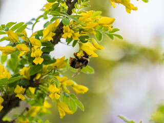 A bee collects nectar on a yellow acacia. Acacia tree branch with green leaves and yellow flowers. © Dmitrii Potashkin