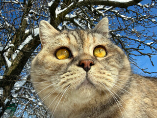 Adorable cat looking at the snow. © OLENA LIALINA