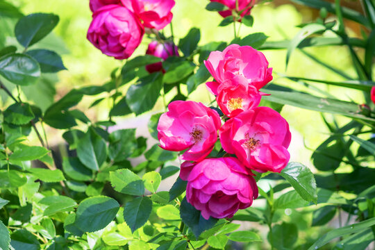 Blooming perennial rose (Angela) in a summer garden flowerbed.