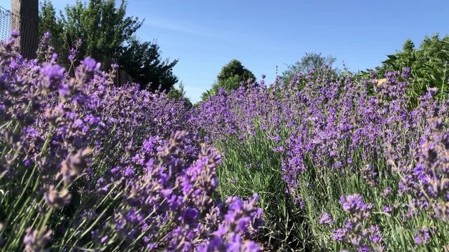 Lavender flowers in the summer sun against a blue sky. A close-up of lilac-hued blossoms. A beautiful natural landscape with a panoramic view. Many colorful butterflies feed on nectar from the lavende