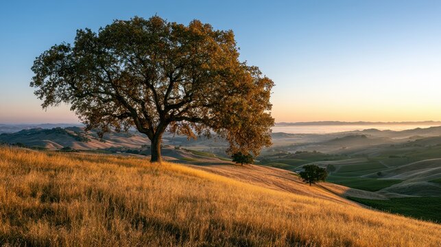 Dawn over a solitary valley oak on a hillside in Paso Robles wine country, with rolling vineyards and golden morning light