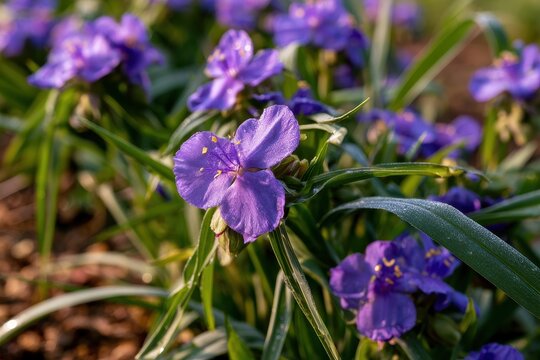 Dew on three-petaled purple flowers with slender leaves in morning light