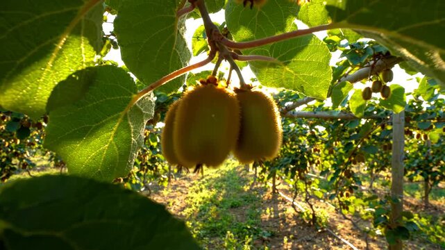 Sunlit kiwi fruit orchard with ripe fruits hanging on vines under green canopy at golden hour