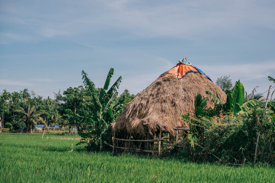 Traditional Thatch Roof Straw Hut in Rice Field