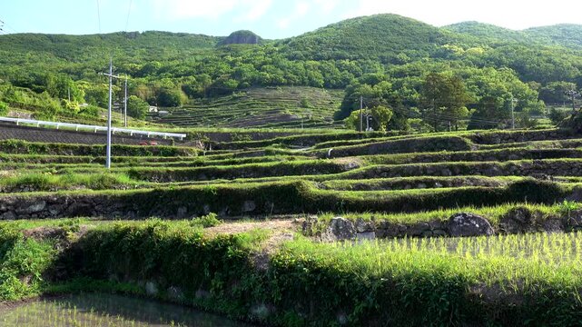 中山千枚田