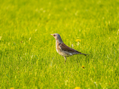 Wood bird Fieldfare, Turdus pilaris, on a sprng lawn.