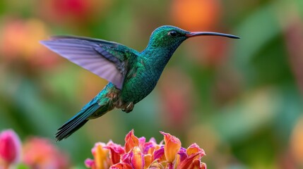 Naklejka premium Dynamic in-flight shot of a Broad-billed Hummingbird in a sunlit tropical setting