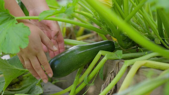 Hands reach for the zucchini in the garden and pluck it