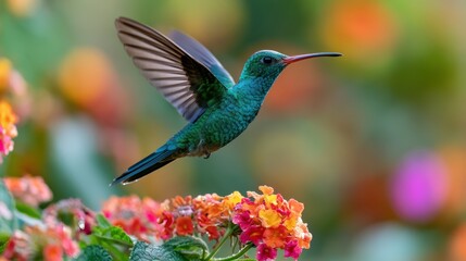 Naklejka premium Emerald-green Broad-billed Hummingbird mid-air over blossoms at dawn