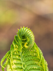 Natural green young ostrich fern or shuttlecock fern © Dmitrii Potashkin