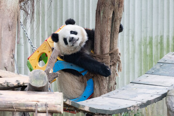 Cute Little Panda, Qi Ying aka San Mei , Chongqing, China © foreverhappy