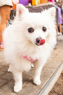 Cool dog. Small white spitz posing on a bright sunny day