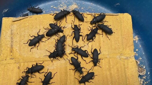 Group of black mealworm beetles crawling on cardboard in a plastic bin