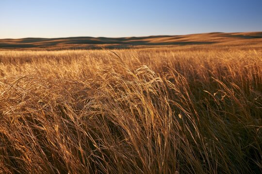 Golden hour switchgrass prairie with dew on slender blades