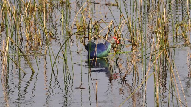 Grey-headed Swamphen Foraging in High Reeds of a Natural Wetland. Vibrant Purple Moorhen Wading Through Marsh Grass and Water Colorful Grey-headed Swamphen (Porphyrio poliocephalus) in Aquatic Habitat