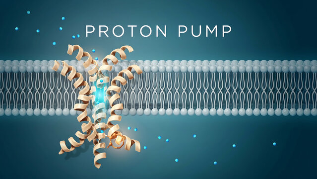 Proton pump embedded in phospholipid bilayer membrane transporting hydrogen ions across cellular barrier