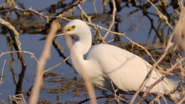 Snowy Egret Standing in Marshlands Covered by BranchesClose up of White Snowy Egret Bird in Wetland EcosystemElegant Snowy Egret Heron Guarded by Twigs in Shallow Water.