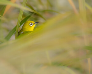 A white eye bird © YK