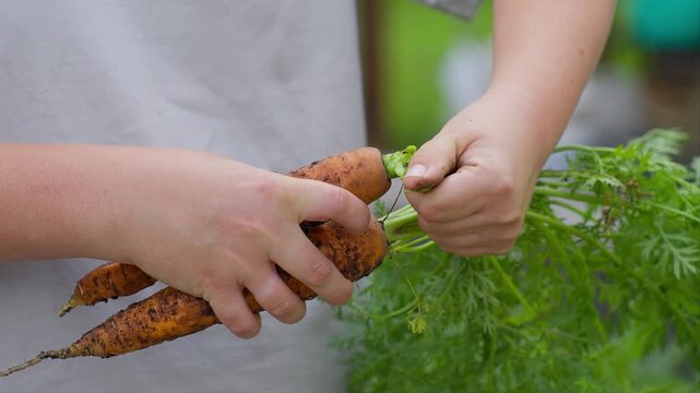 Hands can hardly tear the tops from the carrots in the garden