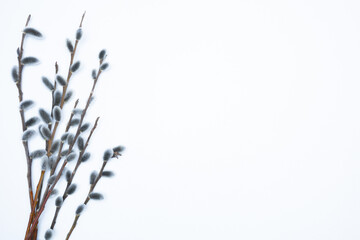 Watercolor willow branches in an Easter bouquet on an isolated white background. Decorative elegant elements for the design of cards, banners and invitations. © Светлана Винокурова