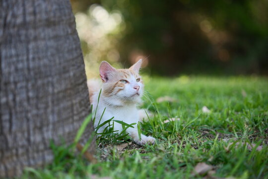 Selective Focus Shot of a Ginger and White Stray Cat Peeking from Behind a Tree Trunk on Green Grass Outdoors