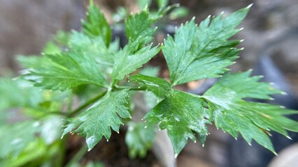 Fresh green celery leaves macro close up in garden © BungCu
