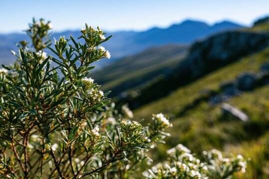 Vibrant spring scenery featuring a buchu bush in the mountains near Stellenbosch