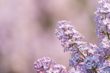 Obraz premium Pink Blooming Lilac Flowers in spring with blured background