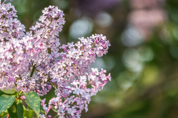 Obraz premium Pink Blooming Lilac Flowers in spring with blured background