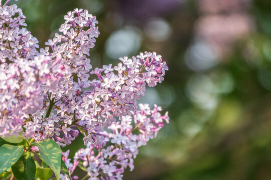Pink Blooming Lilac Flowers in spring with blured background