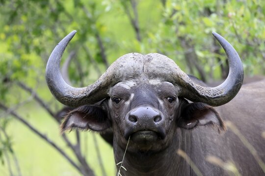 Cape buffalo (Syncerus caffer), adult, portrait, feeding, blade of grass, Kruger National Park, Limpopo Province, South Africa
