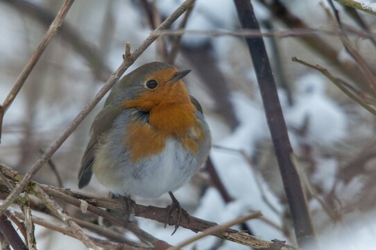 Erithacus rubecula, robin, robins, birds, passeri, snow, songbirds, snow, songbirds, birds, winter