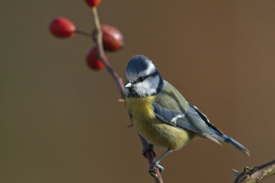 Blue tit, parus caeruleus, autumn, birds, autumn, tits, passeri, songbirds, songbirds, tits, birds