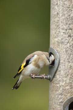 European goldfinch (Carduelis carduelis) adult garden bird feeding on sunflower hearts seeds from a bird feeder, England, United Kingdom