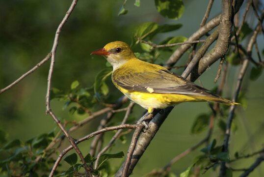 Golden oriole, oriolus oriolus, birds, Bulgaria, female, passeri, songbirds, songbirds, birds, female