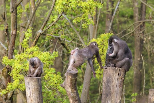 Three Drills (Mandrillus leucophaeus), a male and two females, sit high up on the three stumps of a cut tree and enjoy the early sunlight. A green forest can be seen in the background