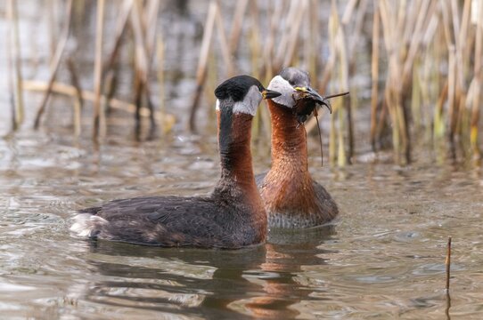 Podiceps grisegena, red-necked grebe, red-necked grebe, courtship behavior, birds, courtship display, grebe, podicipedidae, divers, birds, waterbirds, waterbirds