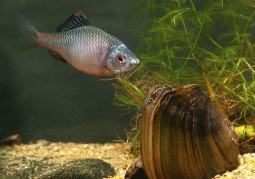 Anodonta cygnea, bitterling, duck mussel, common pond mussel, Rhodeus amarus, Rhodeus sericeus amarus, swan mussel, pond mussel, fish, fishes, river mussel, mussels, pisces, pond mussels