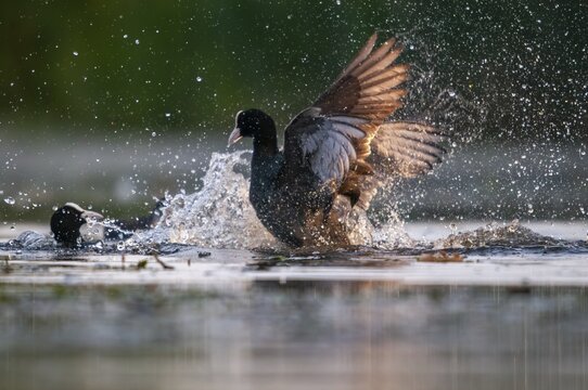 Eurasian Coot Coot, Fulica Atra, Battle, Birds, Coot, Coot, Fight, Gruiformes, Fight, Crane Birds, Rails, Rallidae, Strike, Birds, Waterbirds, Waterbirds
